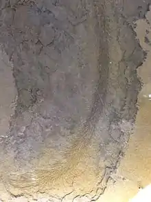 Fossil of Baragwanathia