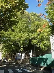 U. minor, Villeseque-lande, France, planted 17th century.