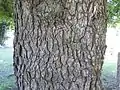 Bark of English elm