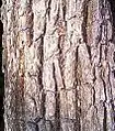 Bark closeup