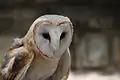 Barn Owl at Busch Gardens