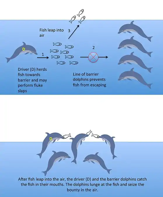 ↑&nbsp; A team of common bottlenose dolphins cooperate to make schooling fish jump in the air. In this vulnerable position the fish are easy prey for the dolphins.