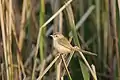Plain Prinia