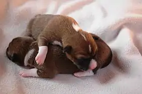 Image 33Newborn Basenji puppies (from Puppy)