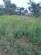 Sarso Khet