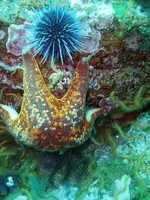 Bat star and purple sea urchin