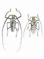 Batocera wallacei. Pair  ex coll. Felix Stumpe