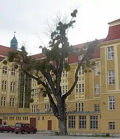 Second silver maple, Bydgoszcz Natural monument