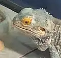 A male bearded dragon looking very flabbergasted at his meal (off-screen)