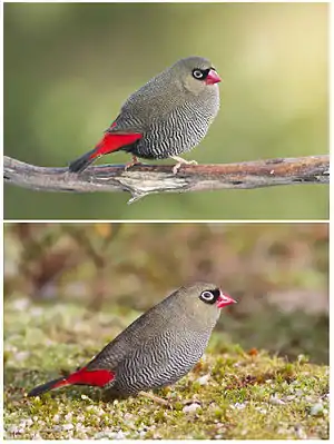 Image 16Beautiful FiretailPhoto: JJ HarrisonA Beautiful Firetail (Stagonopleura bella) male (top) and female. In this common Australian species of estrildid finch, nest-building and raising children is done collaboratively.More selected pictures