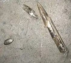 Belemnites fossils from Les Foies, in the Serra de l'Espina close to Alfara de Carles