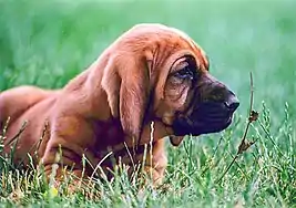 Image 35Bloodhound puppy (from Puppy)