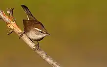 Bewick's Wren