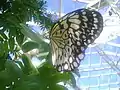 A butterfly at Cecil B. Day Butterfly Center