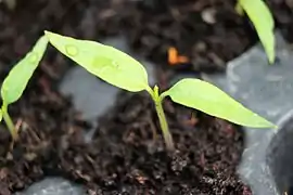 Ghost pepper leaf, about 10-day-old plant