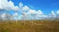 Prairie in Big Cypress N. P.