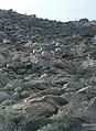Peninsular bighorn sheep in Anza-Borrego Desert State Park