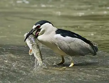 Image 19Black-crowned night heronPhotograph: Alain CarpentierA black-crowned night heron (Nycticorax nycticorax) feeding on a fish in the shallows of the Chêne River in Montreal, Quebec. These widespread ambush predators average 64 cm (25 in) in length.More selected pictures