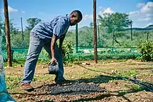 A hand holding a piece of biochar with a bucket of it in the background