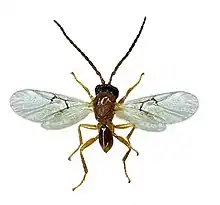 Biorhiza pallida male