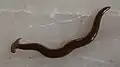 Hammerhead worm found in Kerala, India