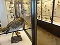 Ornithological display(2 of 2)