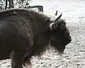 European bison
