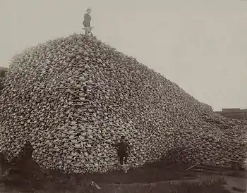 1870s photo of American bison skulls. By 1890, overhunting had reduced the&nbsp;population to 750.