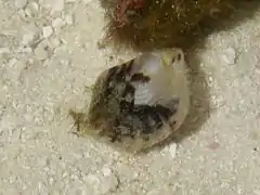 Unidentified bivalve