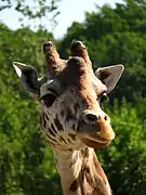 Giraffe