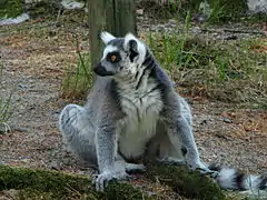Lemur