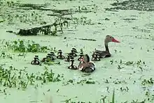 Black-bellied whistling ducks breeding in the park
