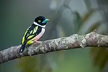 Black-and-yellow broadbill looking backwards