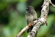 Gorrión negro(Tiaris bicolor)