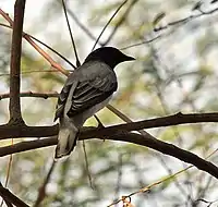 Male at  Sindhrot in  Vadodara district of Gujarat, India.