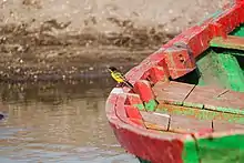 Black headed Wagtail(Motacilla flava feldegg),Harshal Nimbalkar, Bhigwan Bird Sanctuary, India