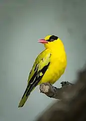 Black Naped Oriole