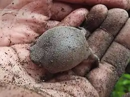 Top view of black rain frog