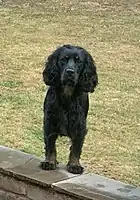 Another black and tan