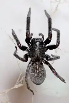 Black house spider, Badumna Insignis, an Australian spider also found in New Zealand