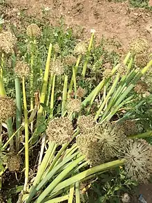 Black sesame crop growing around Taitou