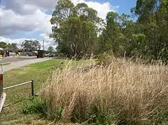 Overgrown area on tracks