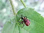 Female starting cut near leaf stalk