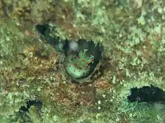 Red-spotted blenny (Blenniella chrysospilos)