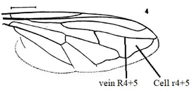 Blera wing veins