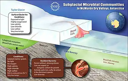 Image 22A schematic cross-section of the subglacial pool beneath Taylor Glacier and its outflow, Blood Falls. Image credit: Zina Deretsky / US National Science Foundation (from Subglacial lake)