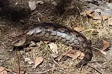 Blue tongue skink