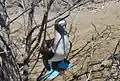 Blue-footed booby on Isla de la Plata in winter.