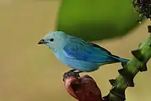 T. e. berlepschi in Tobago