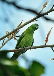 Green parrot with darker wings